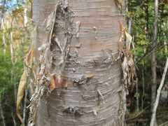 Betula ermanii