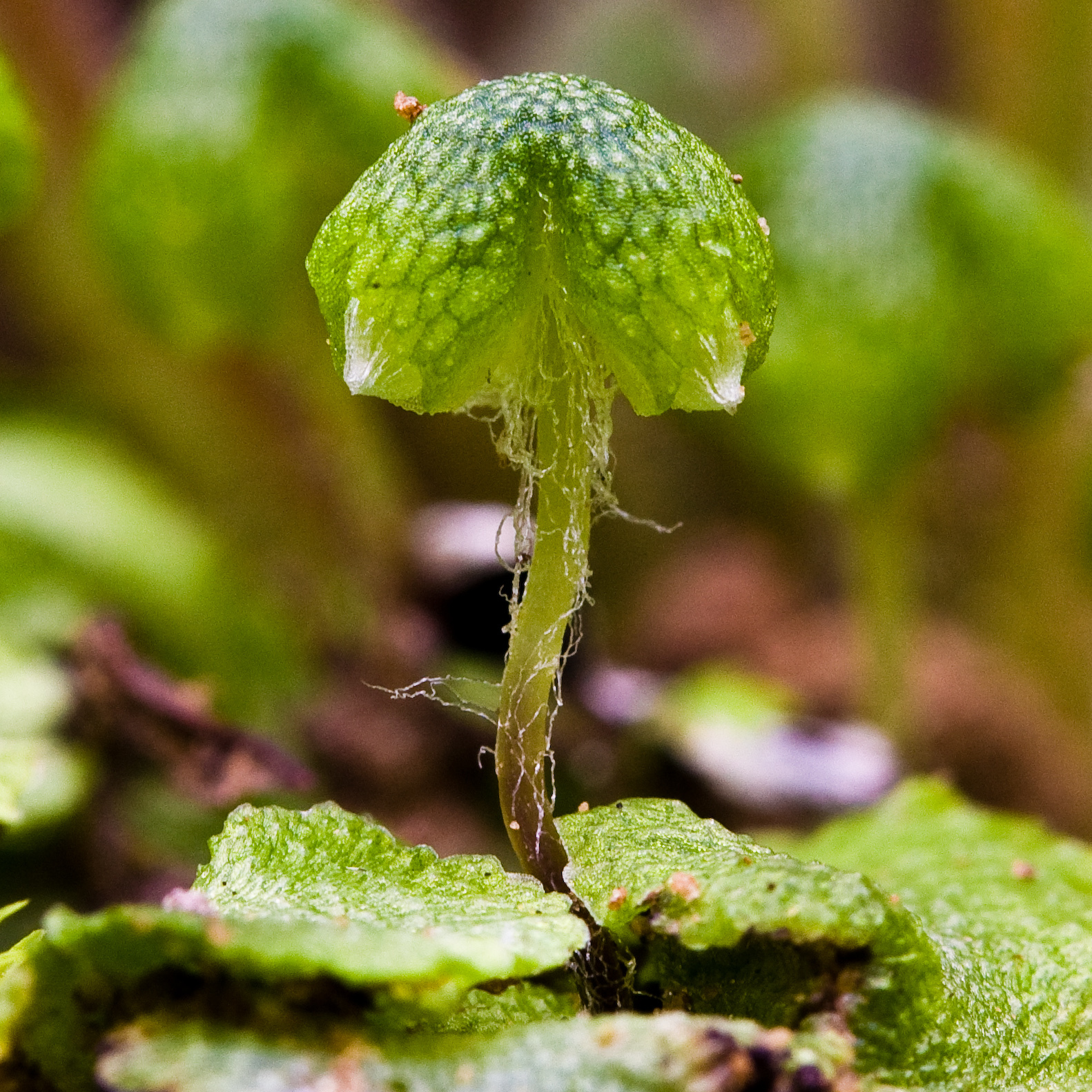 Aytoniaceae