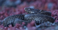 Vipera seoanei