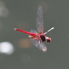 Urothemis signata insignata