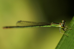 Agriocnemis pygmaea