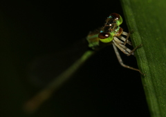 Agriocnemis pygmaea