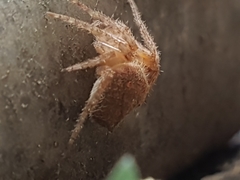 Araneae