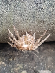 Araneae