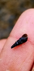 Thiaridae