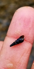 Thiaridae