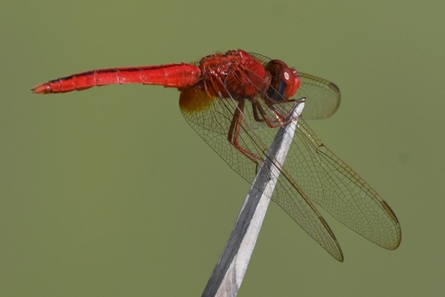 Scarlet Skimmer, photo 7 of 10