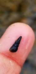 Thiaridae