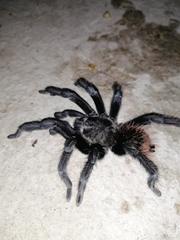 Tliltocatl verdezi