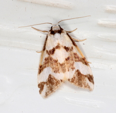 Thallarcha staurocola