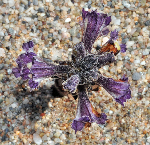 Representative image of Phelipanche olbiensis