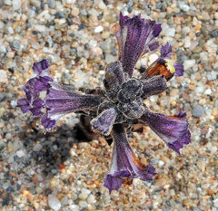 Phelipanche olbiensis