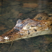 Spectacled Caiman - Photo (c) Alex Figueroa, some rights reserved (CC BY-NC-SA)
