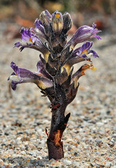 Phelipanche olbiensis