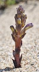 Phelipanche olbiensis