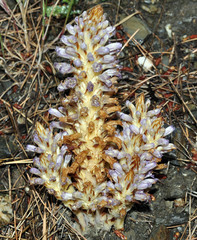 Phelipanche schultzii