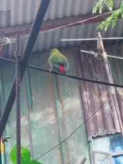 Loriculus philippensis philippensis