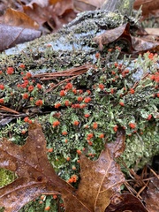 Cladonia didyma
