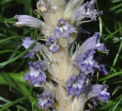 Phelipanche schultzii