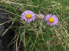 Erigeron thunbergii