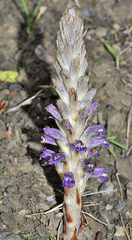 Phelipanche schultzii