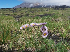 Erigeron thunbergii