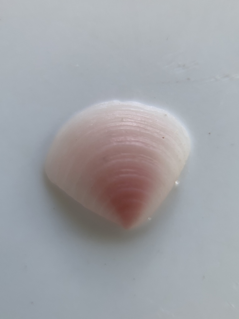 Lunate Crassinella
