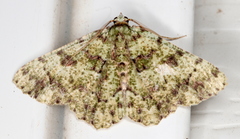 Aeolochroma hypochromaria