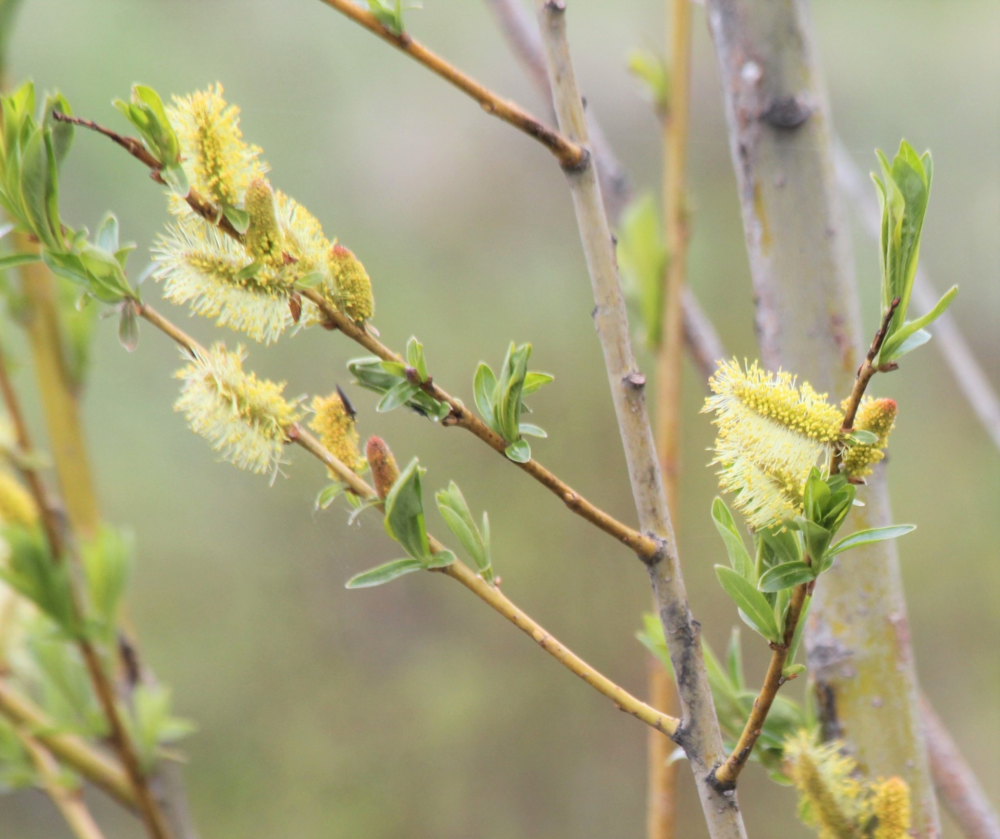 Salix udensis
