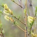 Sakhalin Willow - Photo (c) Ольга Курякова, some rights reserved (CC BY-NC), uploaded by Ольга Курякова