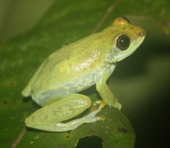 Hyperolius fusciventris