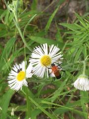 Chauliognathus profundus