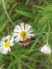 Chauliognathus profundus