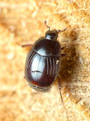 Gnathoncus rotundatus