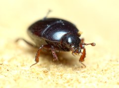 Gnathoncus rotundatus