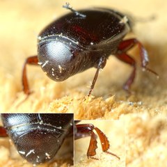 Gnathoncus rotundatus