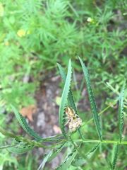 Paraphidippus