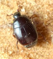 Gnathoncus rotundatus