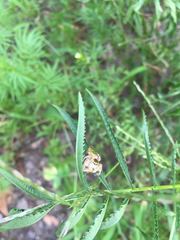 Paraphidippus