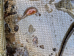 Eubranchipus vernalis