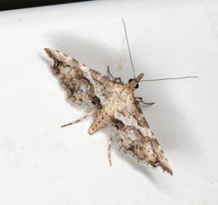 Palaeodes samealis