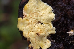 Antrodiella citrinella