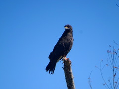 Rostrhamus sociabilis
