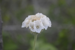 Varronia macrocephala