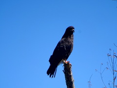 Rostrhamus sociabilis