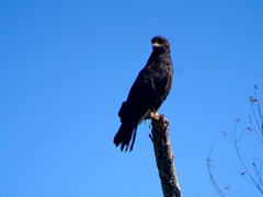 Rostrhamus sociabilis