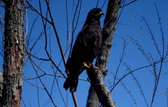 Rostrhamus sociabilis