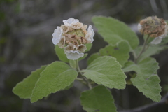 Varronia macrocephala
