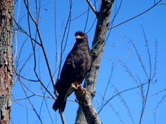 Rostrhamus sociabilis