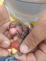 Anolis microlepidotus